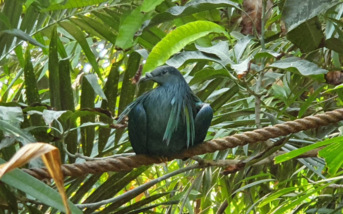 Nicobar Pigeon sitting on a branch