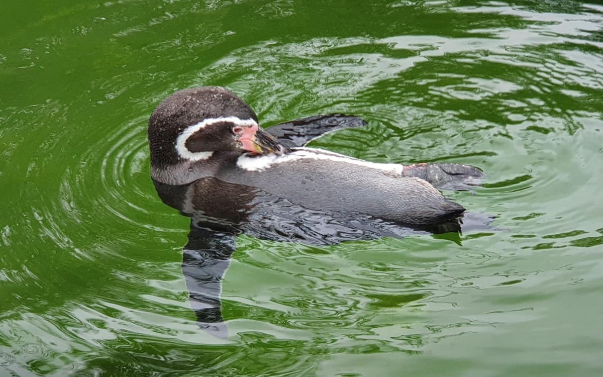 Penguin floating and scratching its back in the water