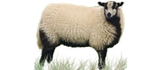 Maverick Farm Livestock logo