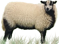 Maverick Farm Livestock logo