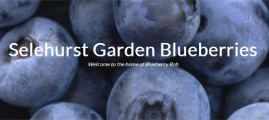 Blueberry Bob logo